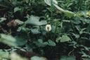 Calla_palustris1-1024.jpg