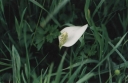 Calla_palustris3-1024.jpg