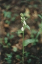 Cephalanthera_damasonium3-1024.jpg