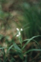 Cephalanthera_longifolia2-1024.jpg