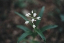 Cephalanthera_longifolia4-1024.jpg