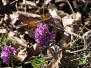 Corydalis_tuberosa2-1024.jpg