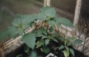 Datura_stramonium1-1024.jpg