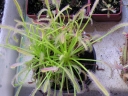 Drosera_capennsis3-1024.jpg