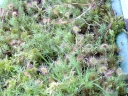 Drosera_rotundifolia1-1024.jpg