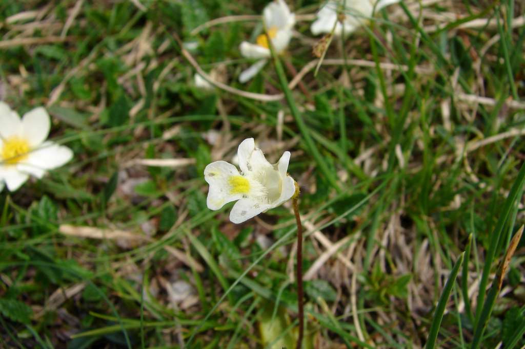 Tučnice alpská
