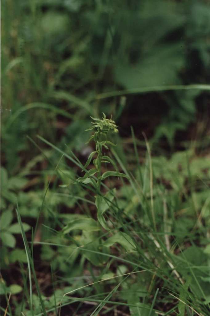 Epipactis_albensis1-1024~0.jpg