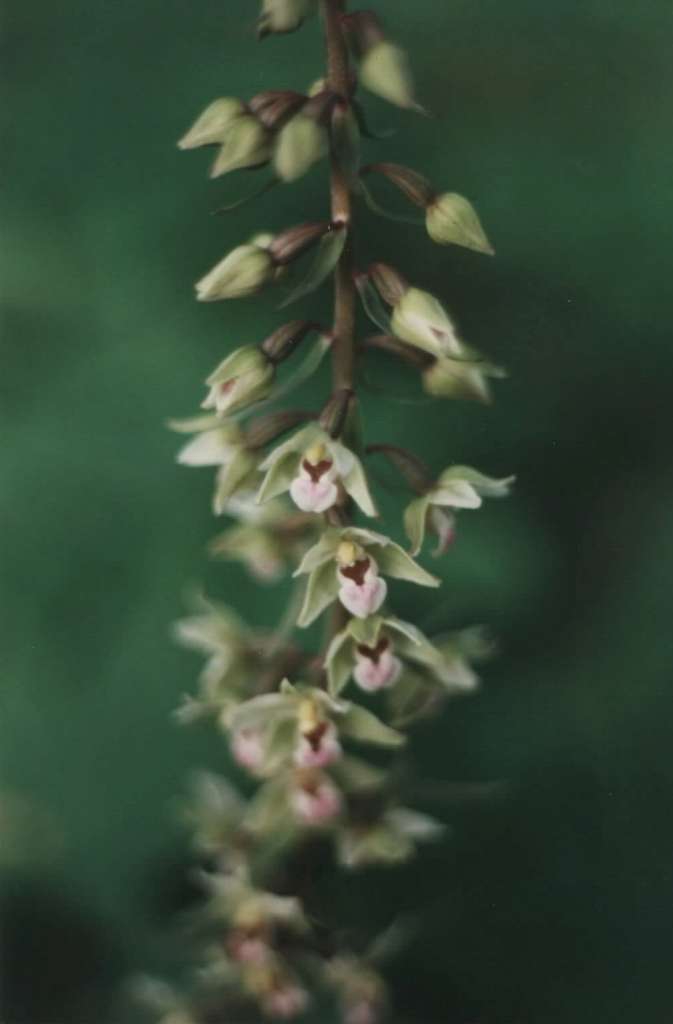 Epipactis_purpurata.jpg