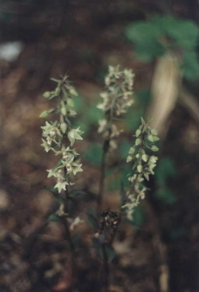 Epipactis_purpurata10-1024~0.jpg