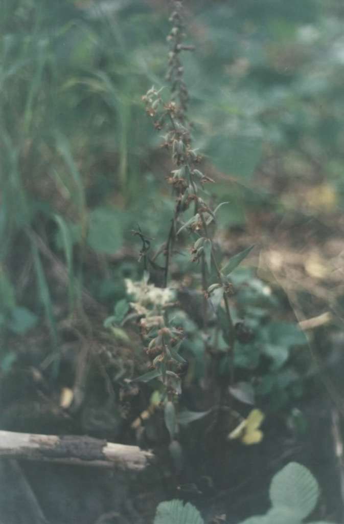 Epipactis_purpurata4-1024~0.jpg