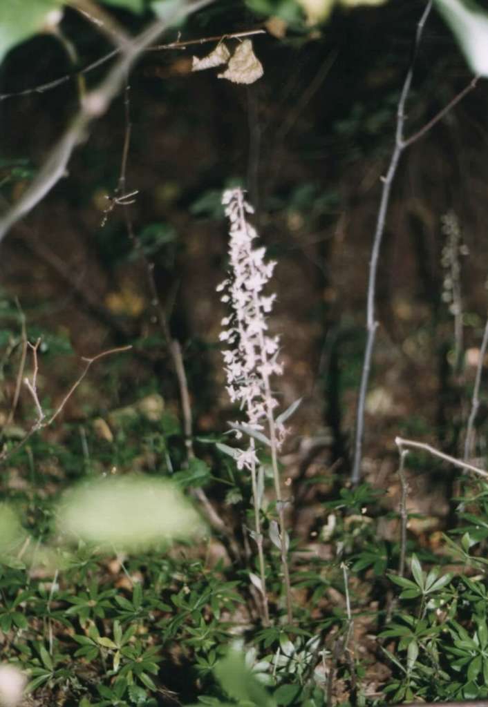 Epipactis_purpurata8-1024~0.jpg