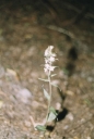 Epipactis_albensis4-1024.jpg