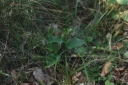 Epipactis_helleborine1-1024.jpg