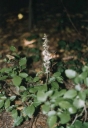 Epipactis_purpurata7-1024.jpg