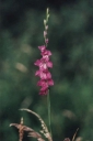 Gladiolus_imbricatus3-1024.jpg