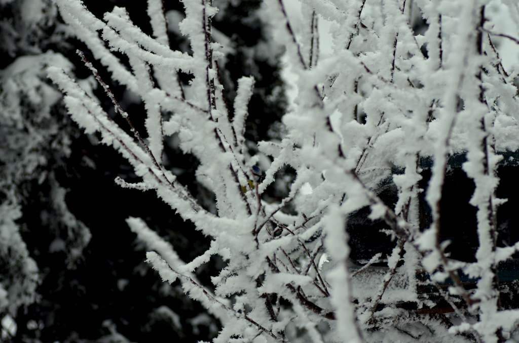IMGP1442-1024.jpg